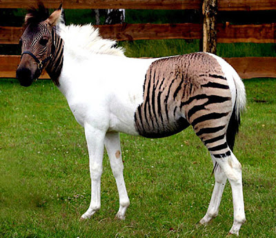 Zorse