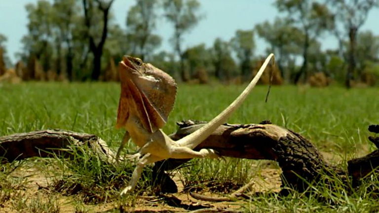 Chlamydosaurus kingii. El lagarto de cuello con volantes, también conocido comúnmente como agama con volantes, dragón con volantes o lagarto con volantes, es una especie de lagarto de la familia Agamidae. La especie es endémica del norte de Australia y el sur de Nueva Guinea. Esta especie es el único miembro del género Chlamydosaurus.