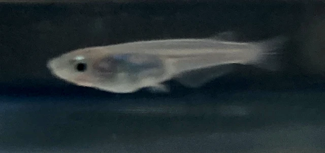 深海(しんかい)メダカ 稚魚 ３８日目