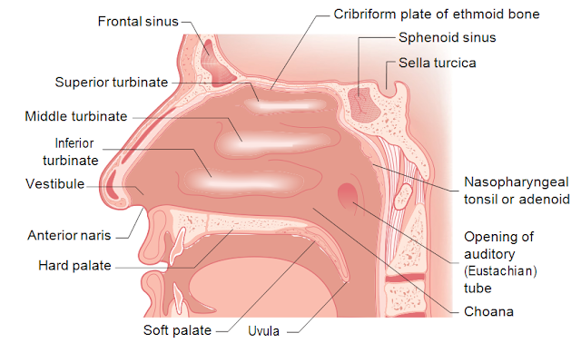 Clinical examination of the nose and nasopharynx 16