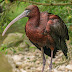 Picture of a glossy Ibis