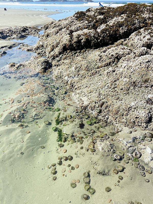 Sea anemones cling to the rock in a tidal pool on Chesterman Beach, Tofino.
