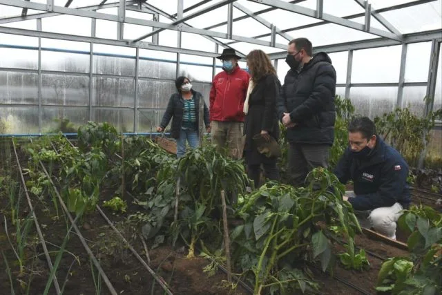 Puerto Octay: Agricultores venden hortalizas y procesados vía online