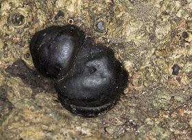 King Alfred's Cakes, or Cramp Balls, Daldinia concentrica, growing on a dead Ash. High Elms Country Park, 10 January 2012.