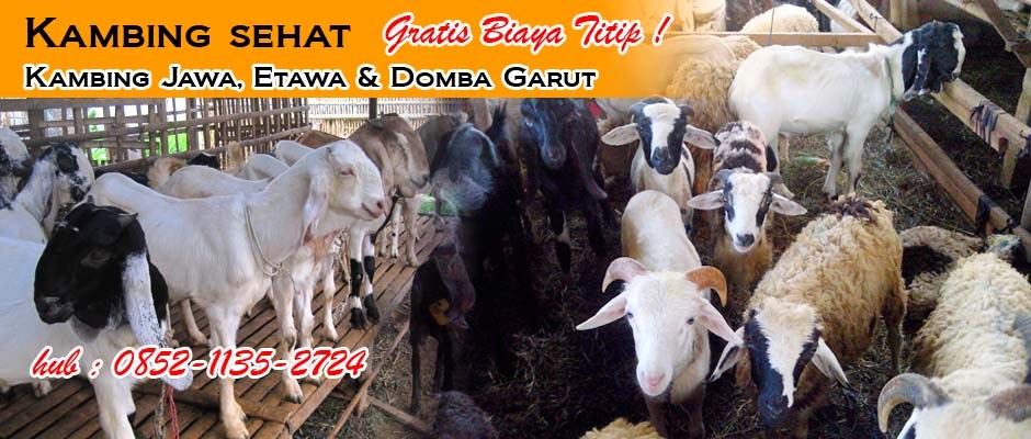 Harga Kambing Qurban 2018 Sapi Qurban 2018 - Jual Harga Murah