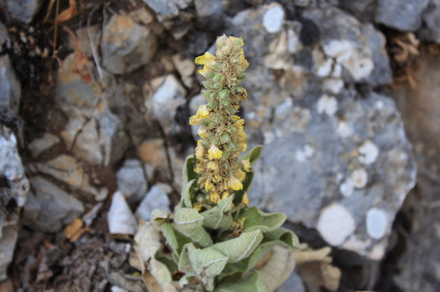 Verbascum densiflorum