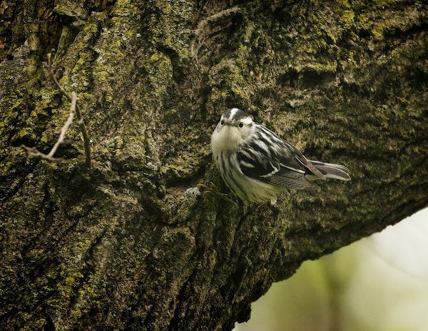 Black-and-white warbler in Central Park