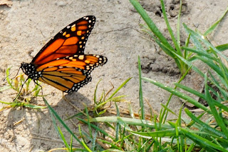 Monarch butterfly in the sand found in Bluffers Beach Toronto