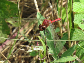 ruby meadowhawk dragonfly
