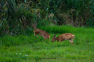 Wildlifefotografie Rehkitz Lippeaue Olaf Kerber