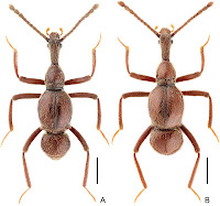 http://sciencythoughts.blogspot.co.uk/2015/10/awas-gigas-new-species-of-rove-beetle.html