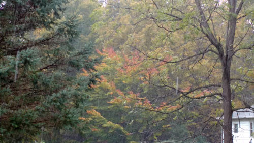 autumn color with hail