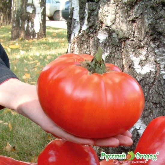 Cà chua được trồng gần nhau thì lá cây sẽ tạo bóng râm che chắn cho quả không bị rám nắng.