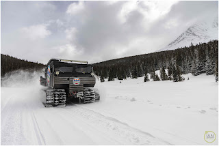 a breck party cat driving through the snow