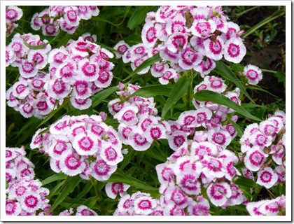 sweet william