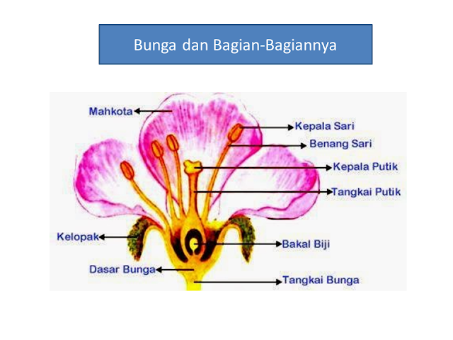 Bunga dan Bagian-Bagiannya