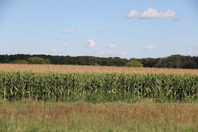 local row crops: corn