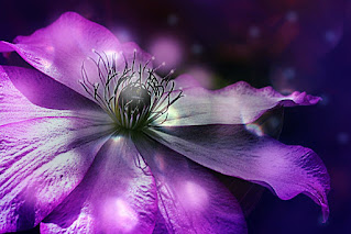 Clematis with purple accent