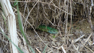 Lacerta viridis viridis male DSC51724