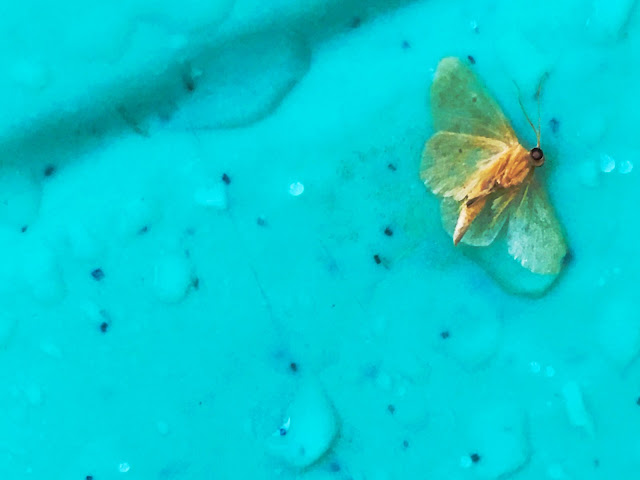 moth, insect
