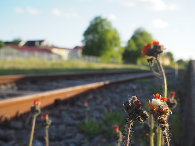 Nahaufnahme von kleinen Blümchen. Verschwommen dahinter das Gleis.