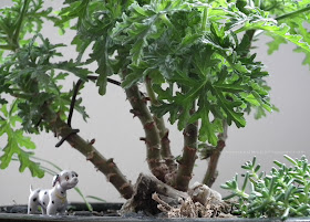 Dalmatian hidden in Candy Dancer Forest Bonsai