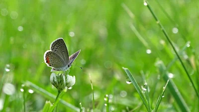 Butterfly, Clover, Drops, Greens, Wet, Macro