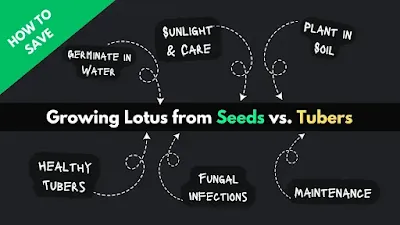 Step-by-Step Guide to Growing Lotus from Seeds vs. Tubers
