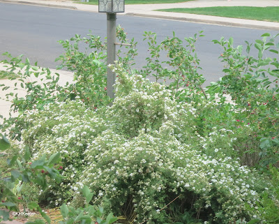 shrubby cinquefoil, Potentilla fruticosa (Dasiphora fruticosa)