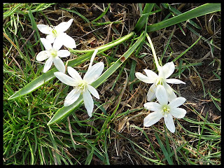 white crocus