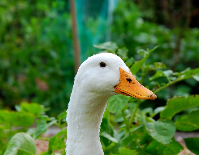 Beautiful,cute,white, duck stand on beautiful grass  ground,wallpapers,pictures,images
