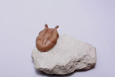 ASAPHUS INTERMEDIUS (LESSNIKOVA1953) Genuine Russian Trilobite RARE 69