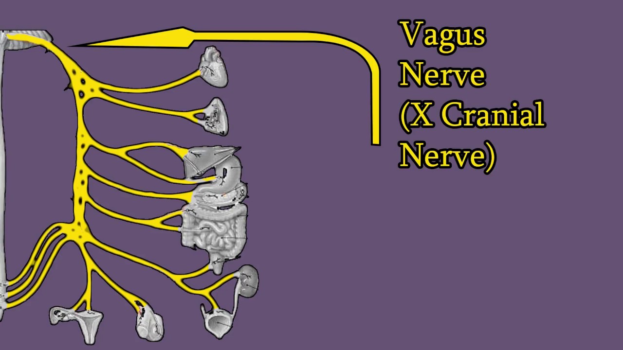 Блуждающий нерв рисунок