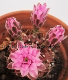 cuidados-gymnocalycium-stenopleurum