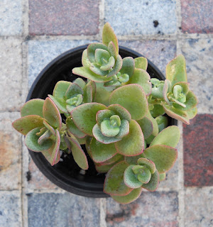 Crassula perfossa