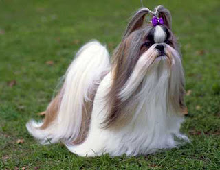 shih tzu dog info wallpaper photo pets