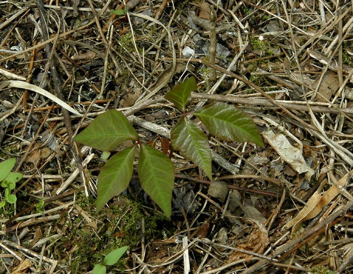 poison ivy plant red. The plants are easy to