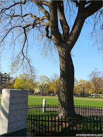 Árbol bajo el que Washington Asumió el Mando en el Cambridge Common