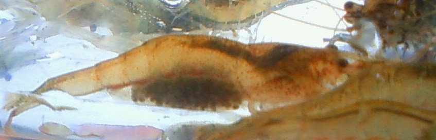 東京淡水魚図鑑 ヌカエビ ヌマエビ科ヌマエビ属