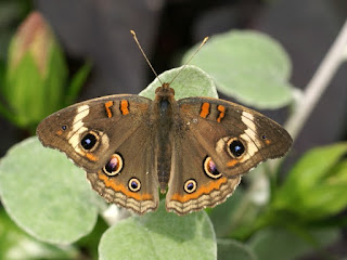 Junonia coenia - Papillon ocellé