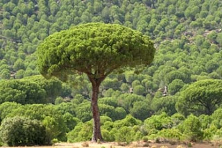 Pinus pinea - pino piñonero, pino manso, pino doncel o pino albar