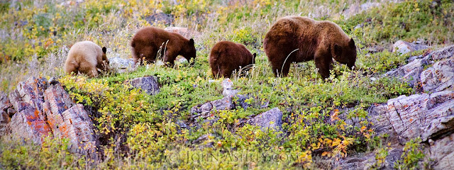 Black bear sow and cubs eating berries (c) John Ashley