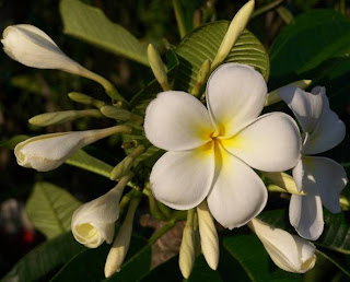 Plumeria obtusa 'Singapore'