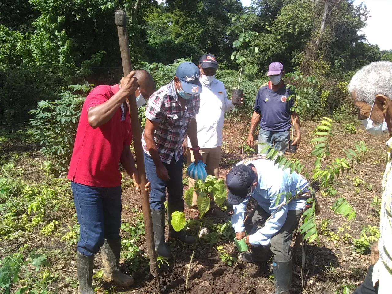 hoyennoticia.com, Nueve mil árboles fueron sembrados en Los Montes de Oca