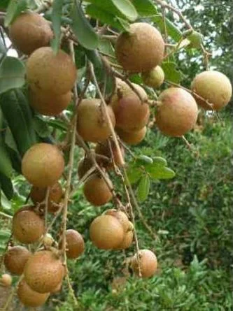 আঁশফল
