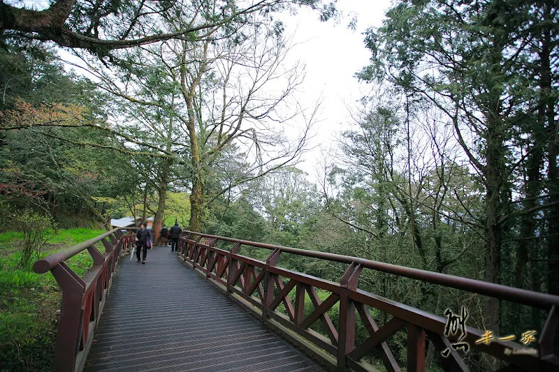 阿里山國家森林遊樂區櫻花季｜阿里山櫻王