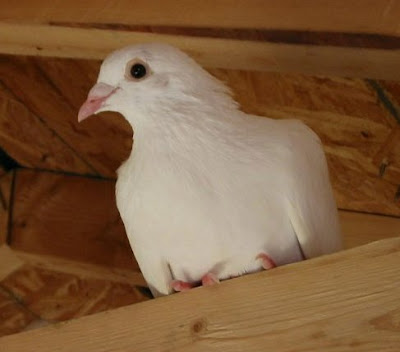 White homing pigeon