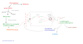 Metabolismo de la Bilirrubina