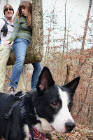 Border Collie outside on the hiking trail.