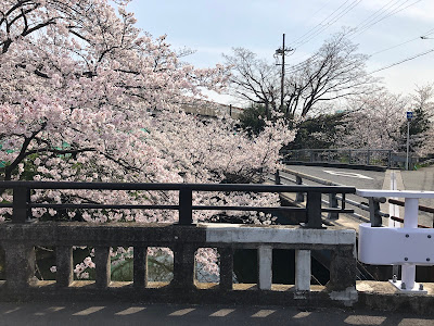 【寝屋川市】幹線用水路の桜（大阪みどりの百選）